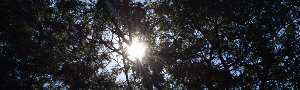 Sun Shining Through Trees