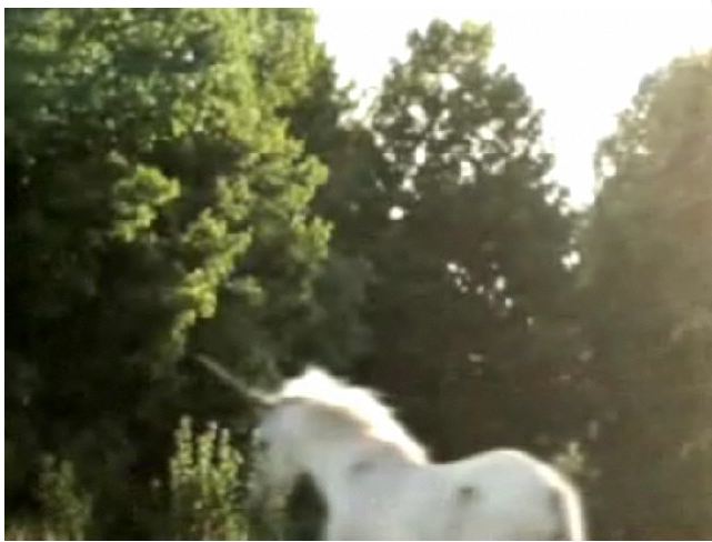 Unicorn sighting in Don Valley