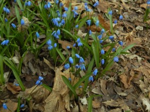 Bluebells close up